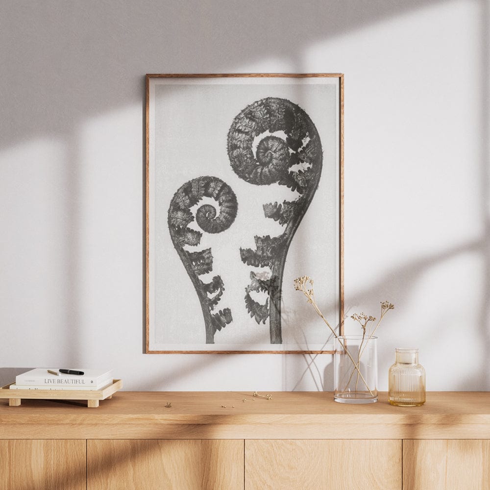 Karl Blossfeldt: "Aspidium Filix Mas (Shield Fern Fronds)"