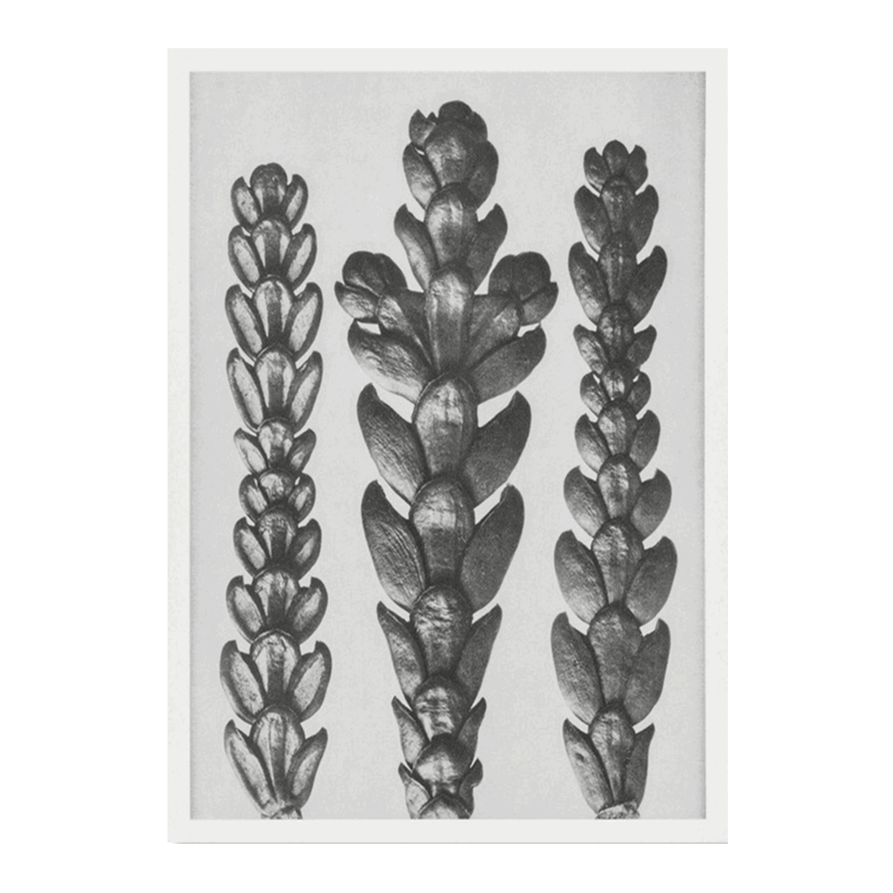 Karl Blossfeldt: "Ends of Thujopsis Dolabrata Branch (Hatchet Leaved Arbor Vitae)"