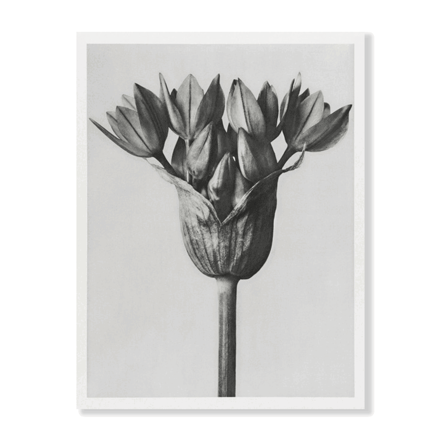 Karl Blossfeldt: "Allium Ostroroskianum (ornamental onion)" - Jasper & Jute