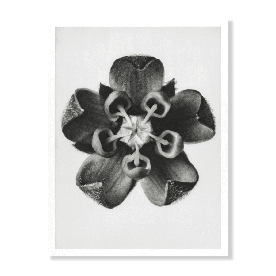 Karl Blossfeldt: "Asclepias Syriaca (Common Milkweed)" - Jasper & Jute