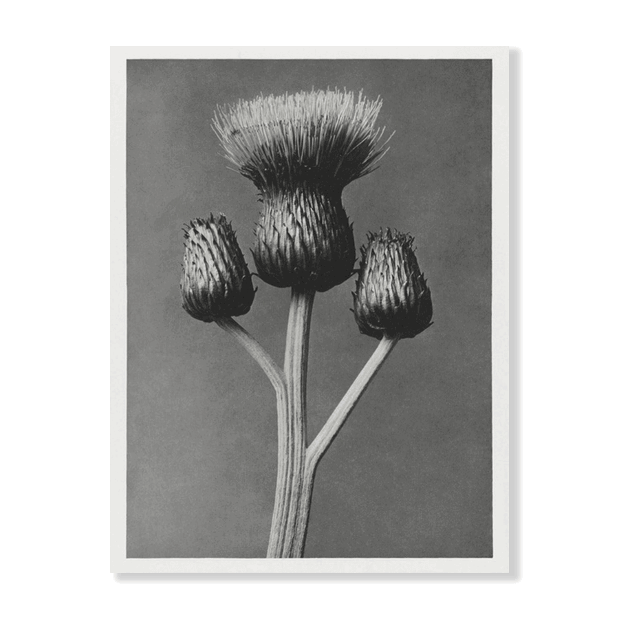 Karl Blossfeldt: "Cirsium Canum (Queen Anne Thistle)" - Jasper & Jute