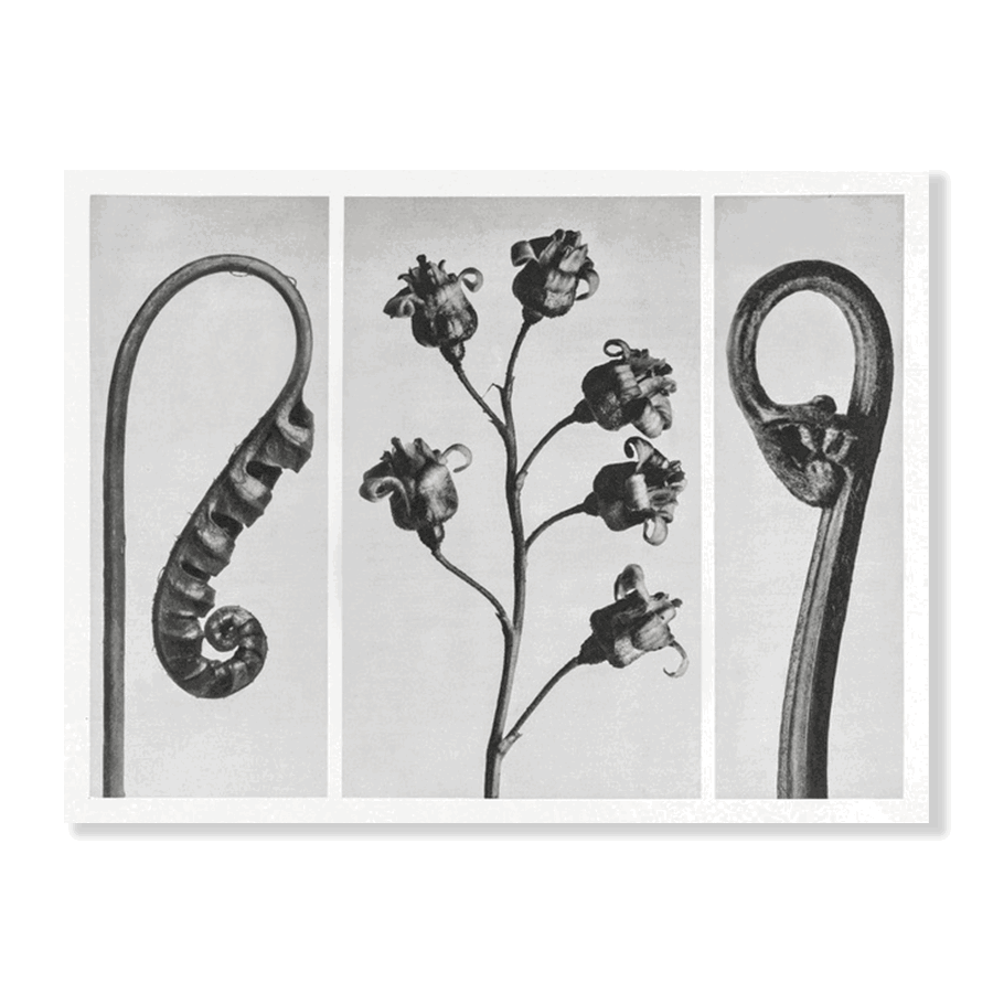 Karl Blossfeldt: "Polypodium Vulgare (Common Polypody or Adder's Fern)" - Jasper & Jute