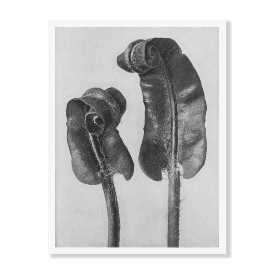 Karl Blossfeldt: "Scolopendrium Vulgare (Hart's Tongue Fern)" - Jasper & Jute