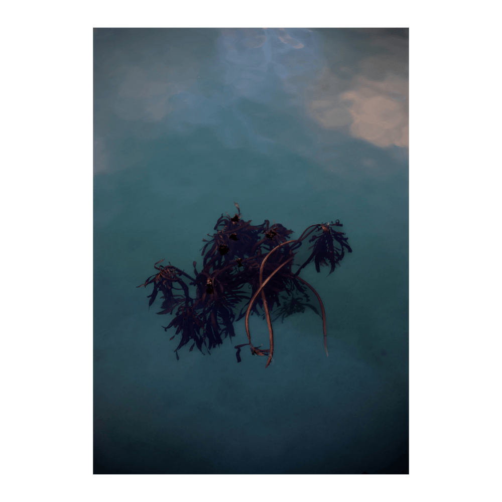 Kelp