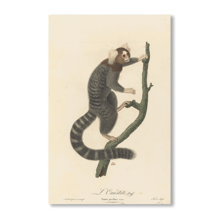 L'Ouistiti - Jasper & Jute