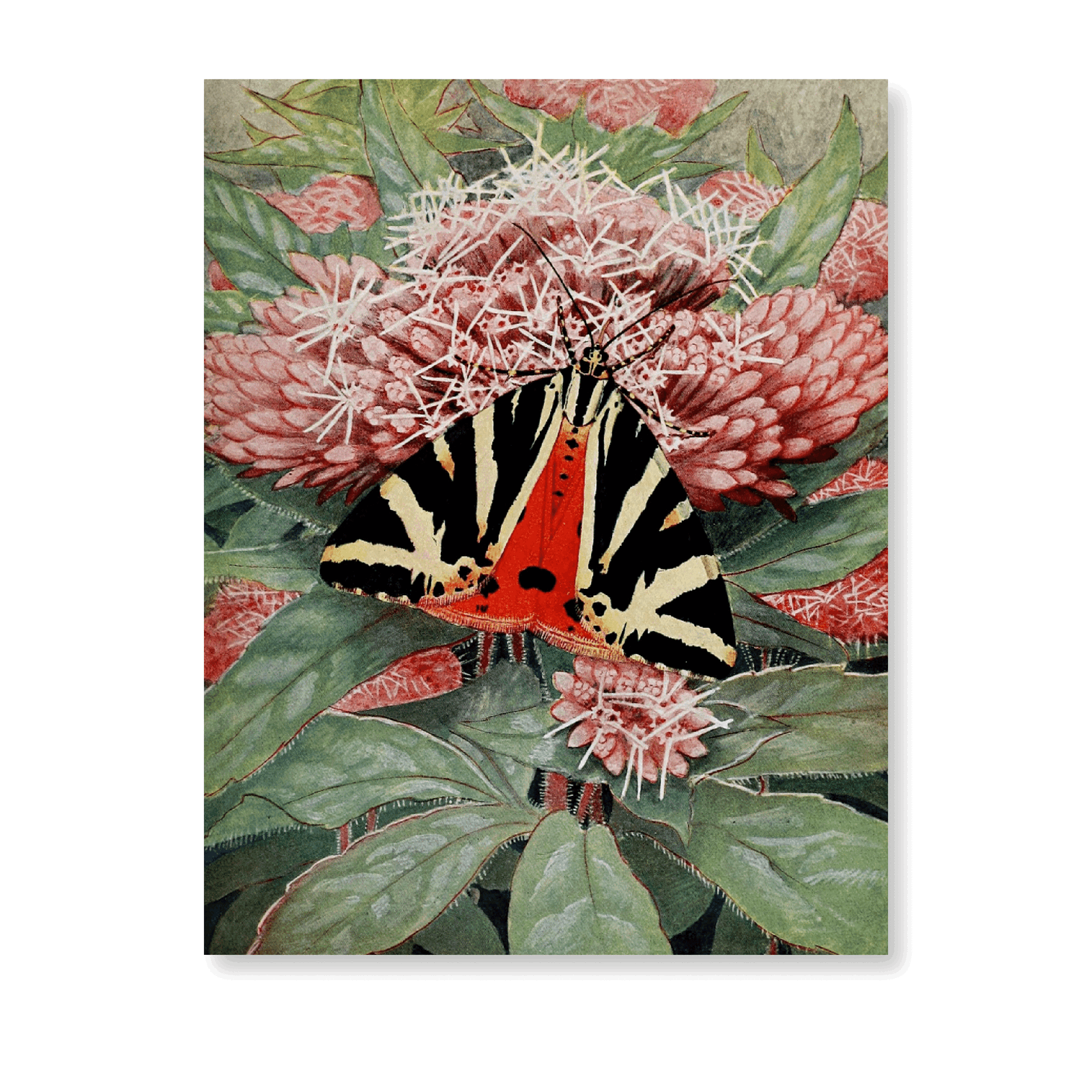 L'écaille Chinée (1934) - Jasper & Jute