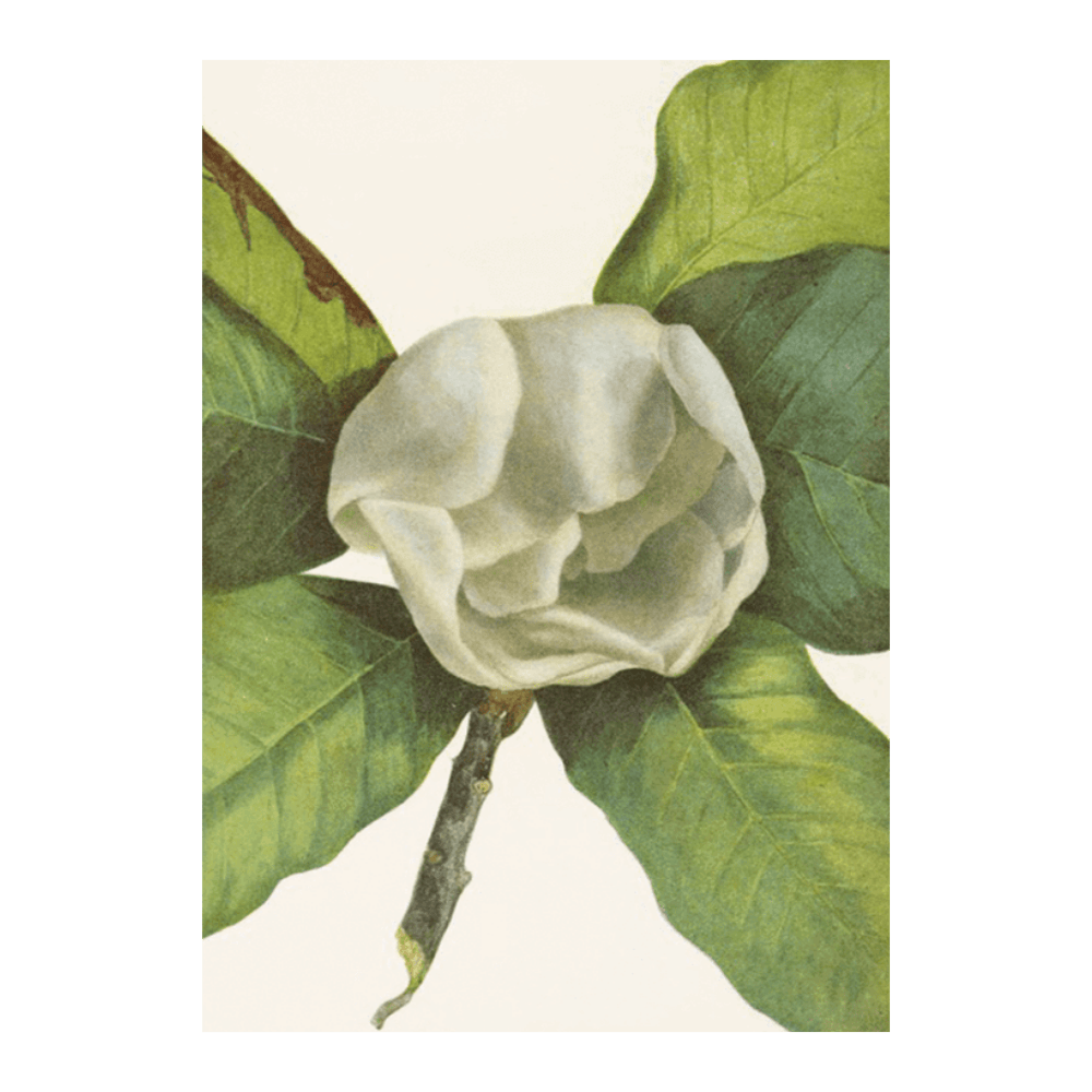 Southern Magnolia (1925)