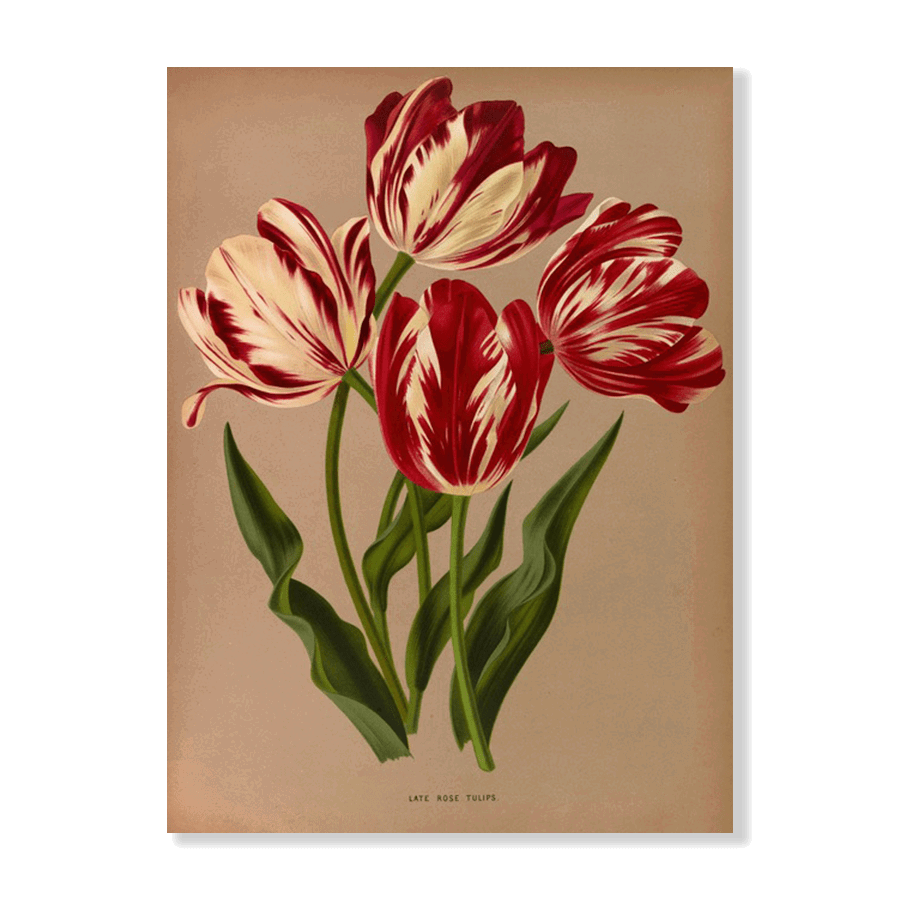Late Rose Tulips (1872-1881) - Jasper & Jute