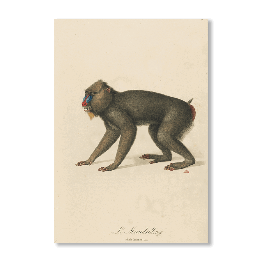 Le Mandrill - Jasper & Jute