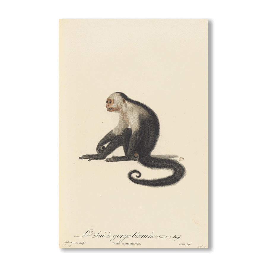 Le Sai a Gorge Blanche II - Jasper & Jute