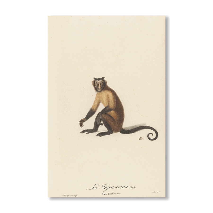 Le Sajou Cornu - Jasper & Jute