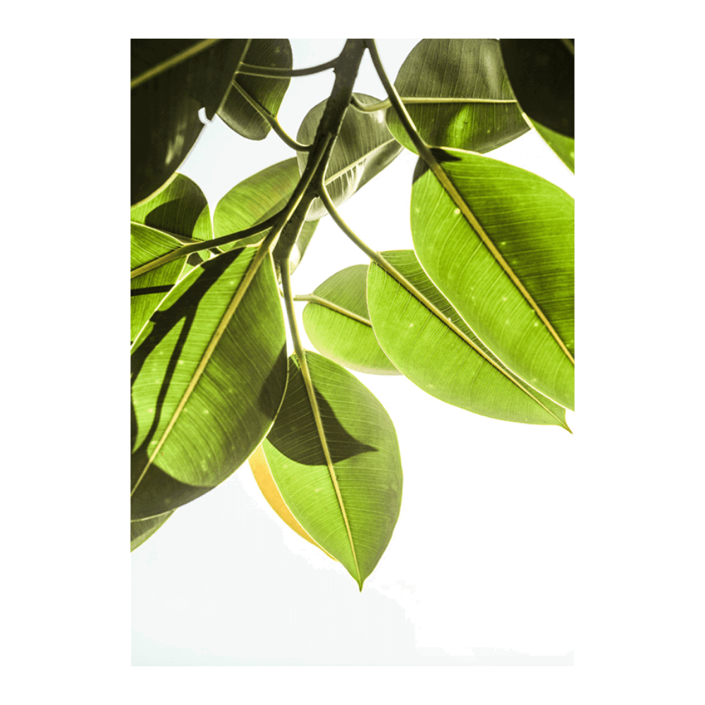 Lime Light