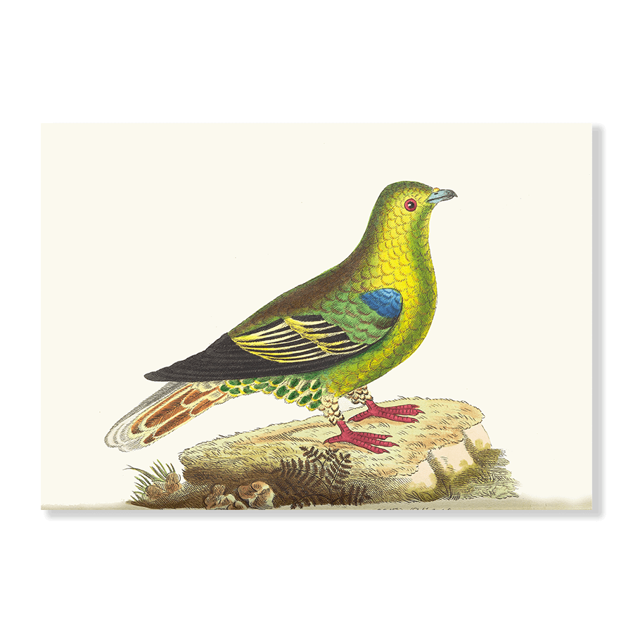 Madagascar Pigeon - Jasper & Jute