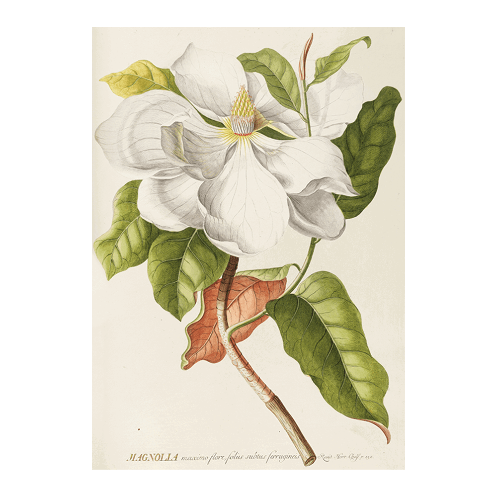 Magnolia II