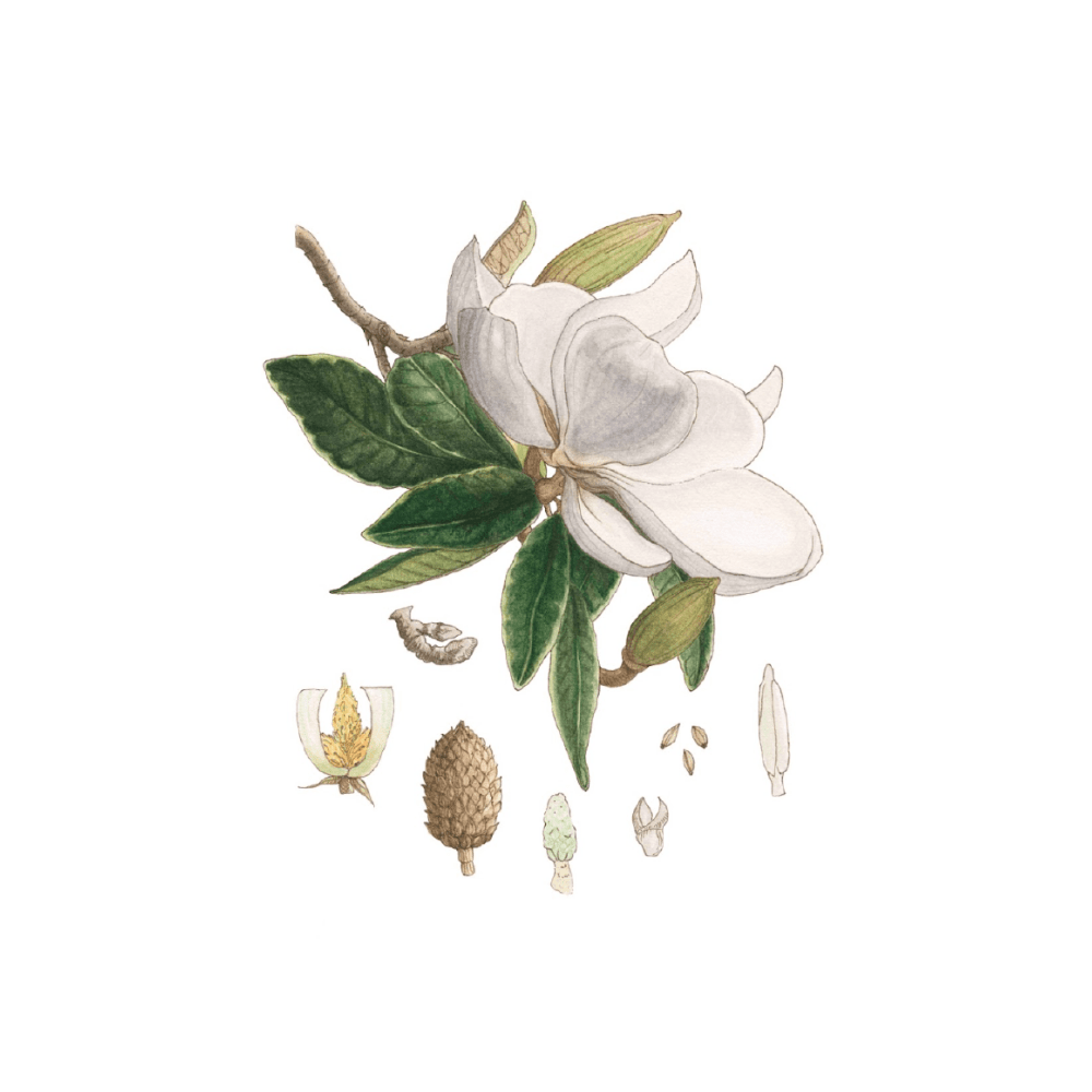 Magnolia