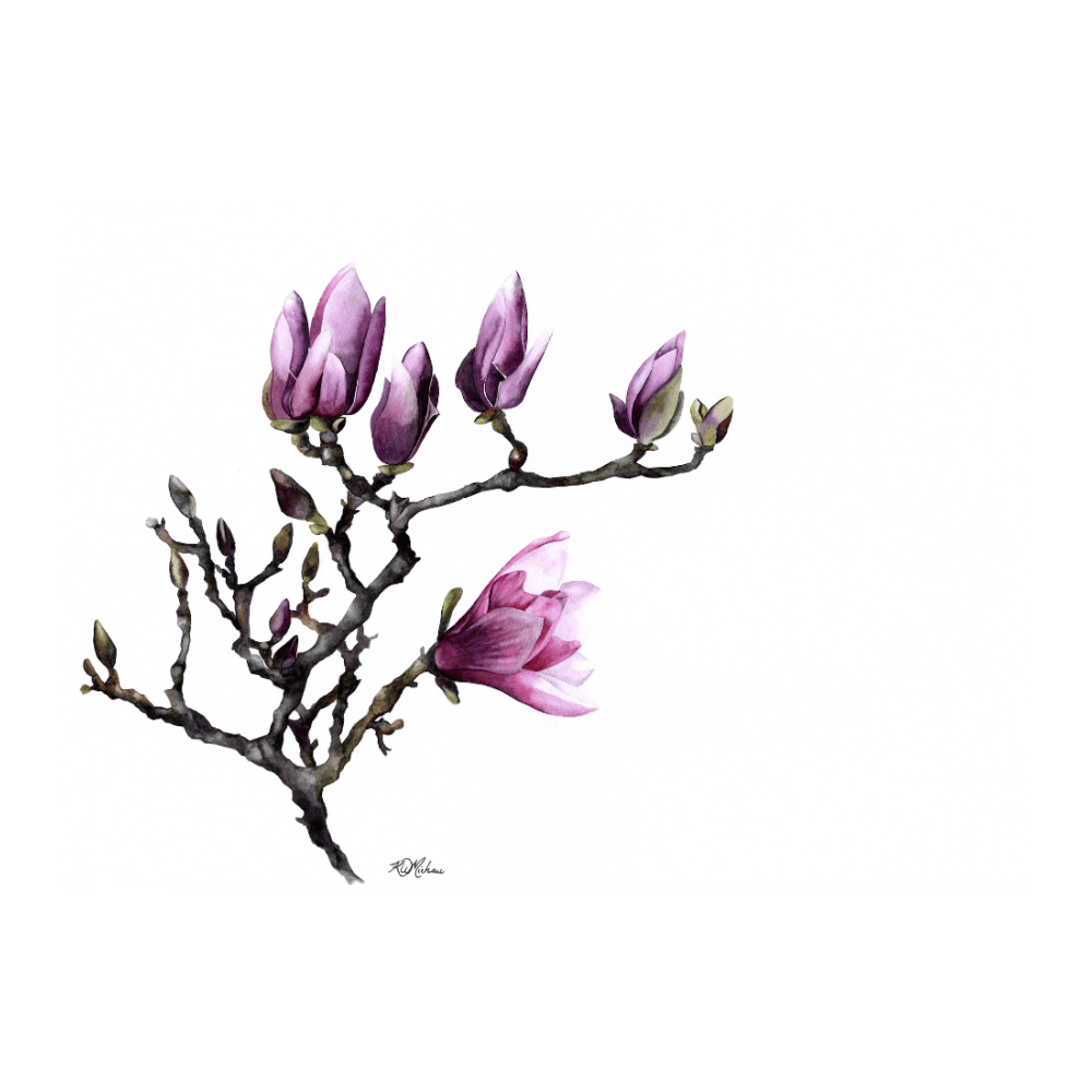 Magnolia