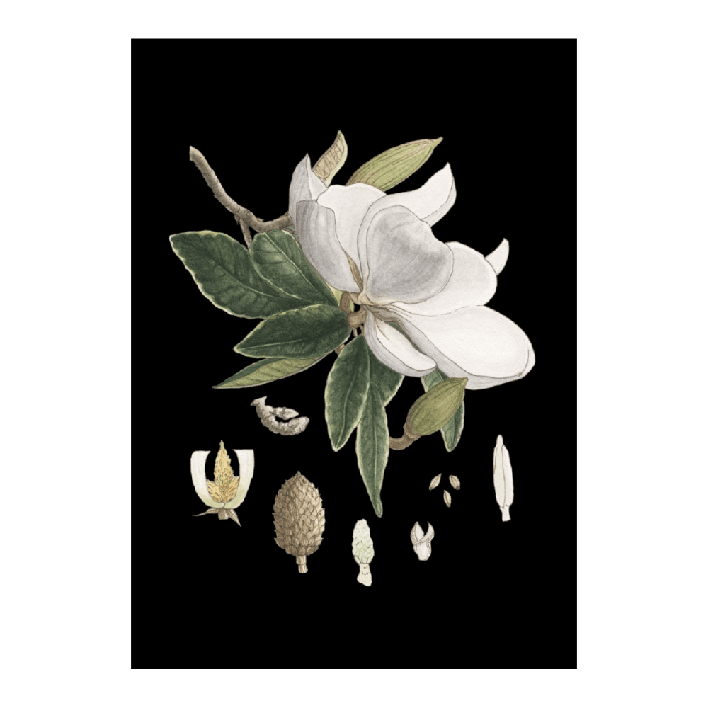 Magnolia Forest Green