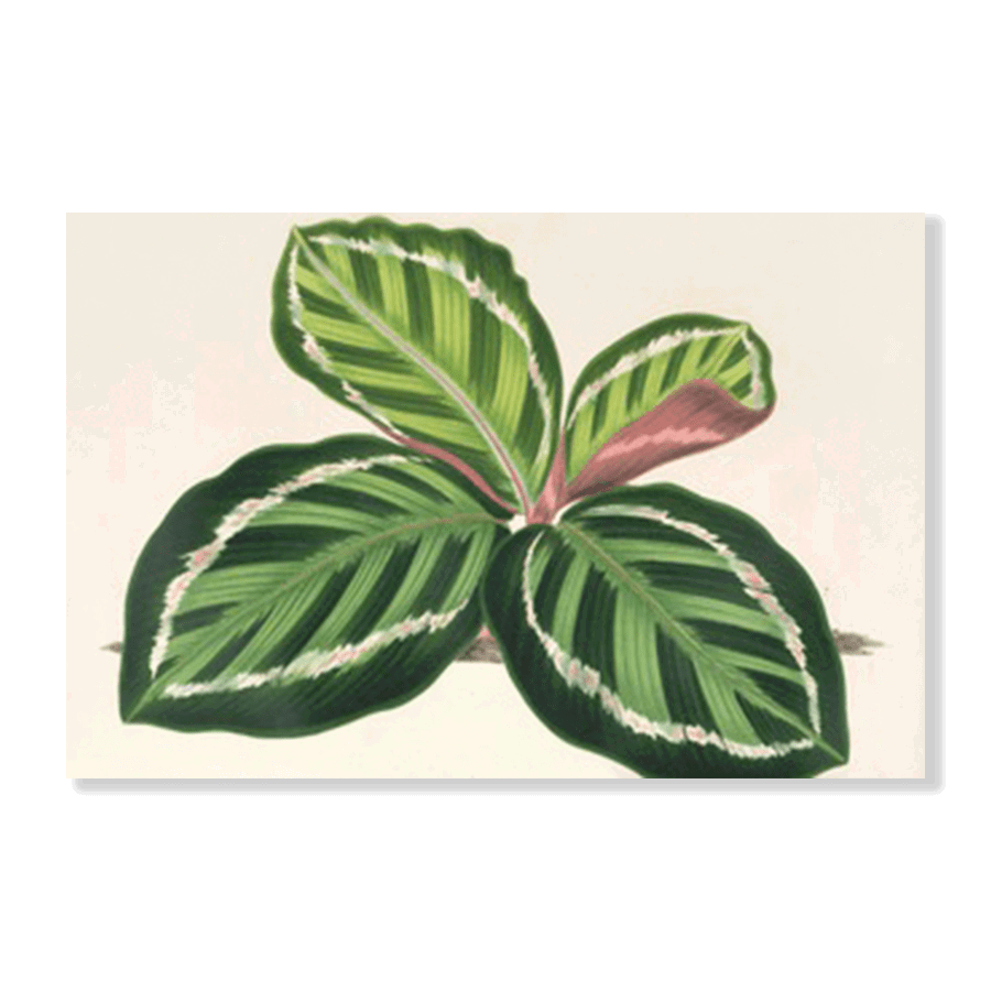 Maranta illustris (1854-1896) - Jasper & Jute