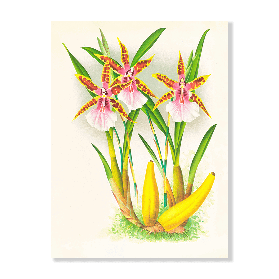 Miltonia Blunti - Jasper & Jute