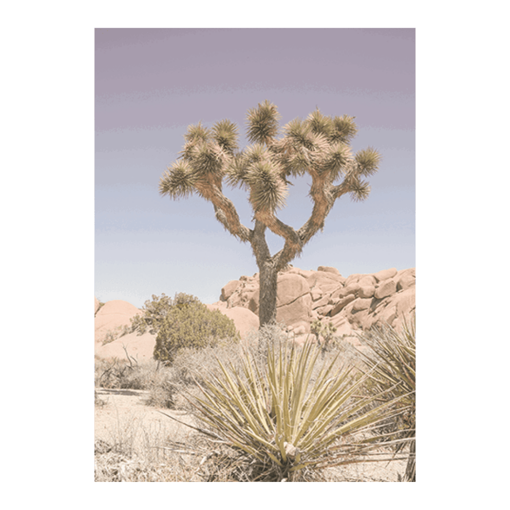 Mojave Desert