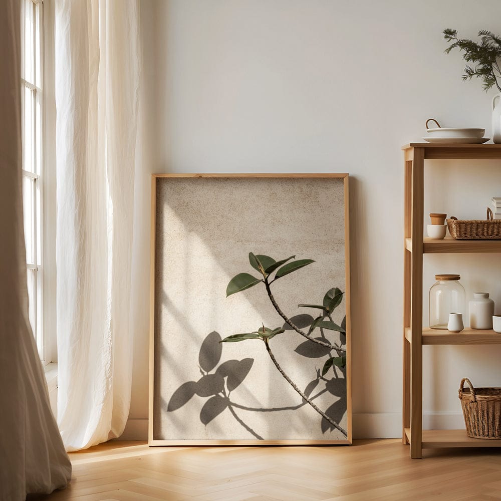 Shadow Of A Plant