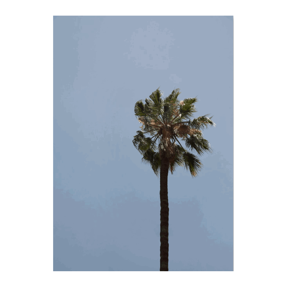 Morocco Palm