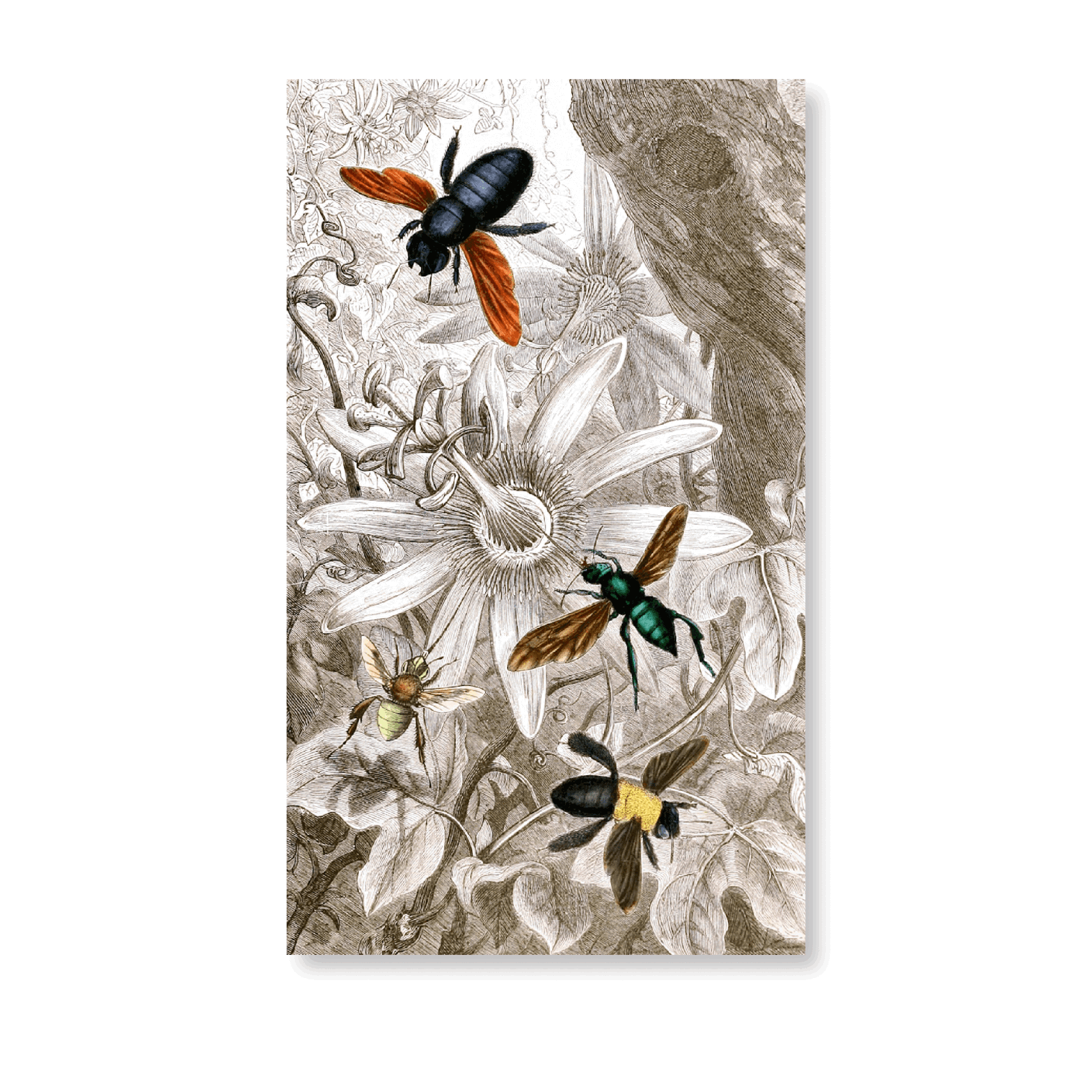 Névroptéres PI VII - Jasper & Jute