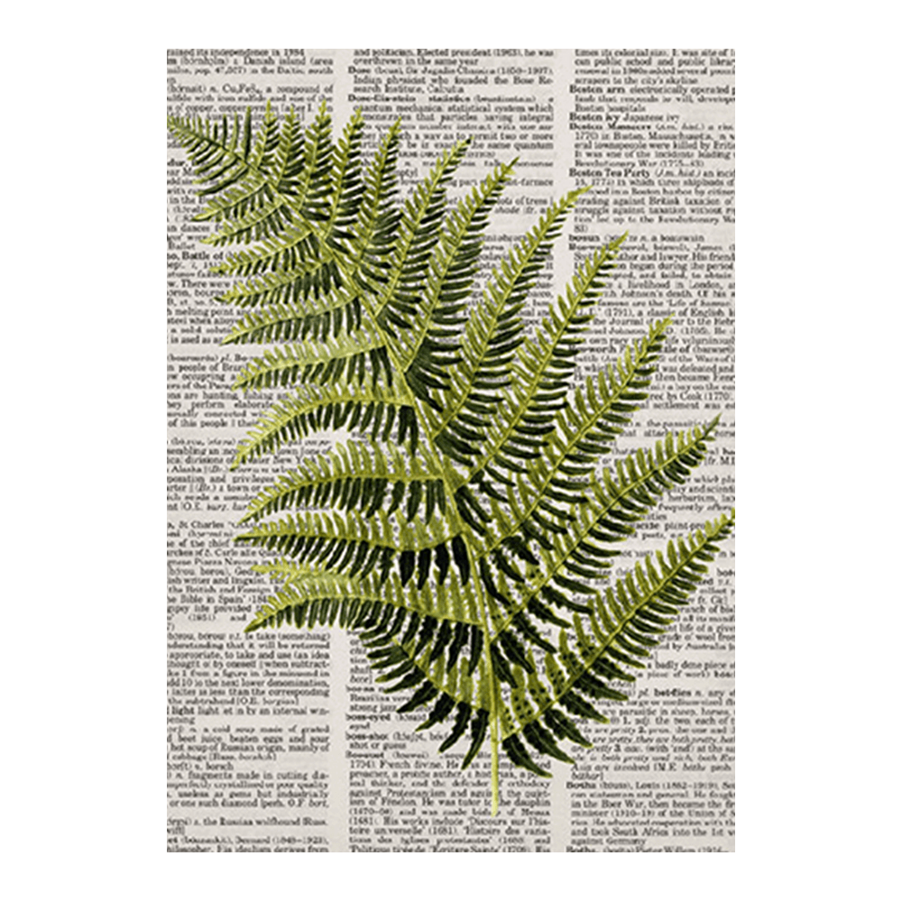 Newspaper Fern