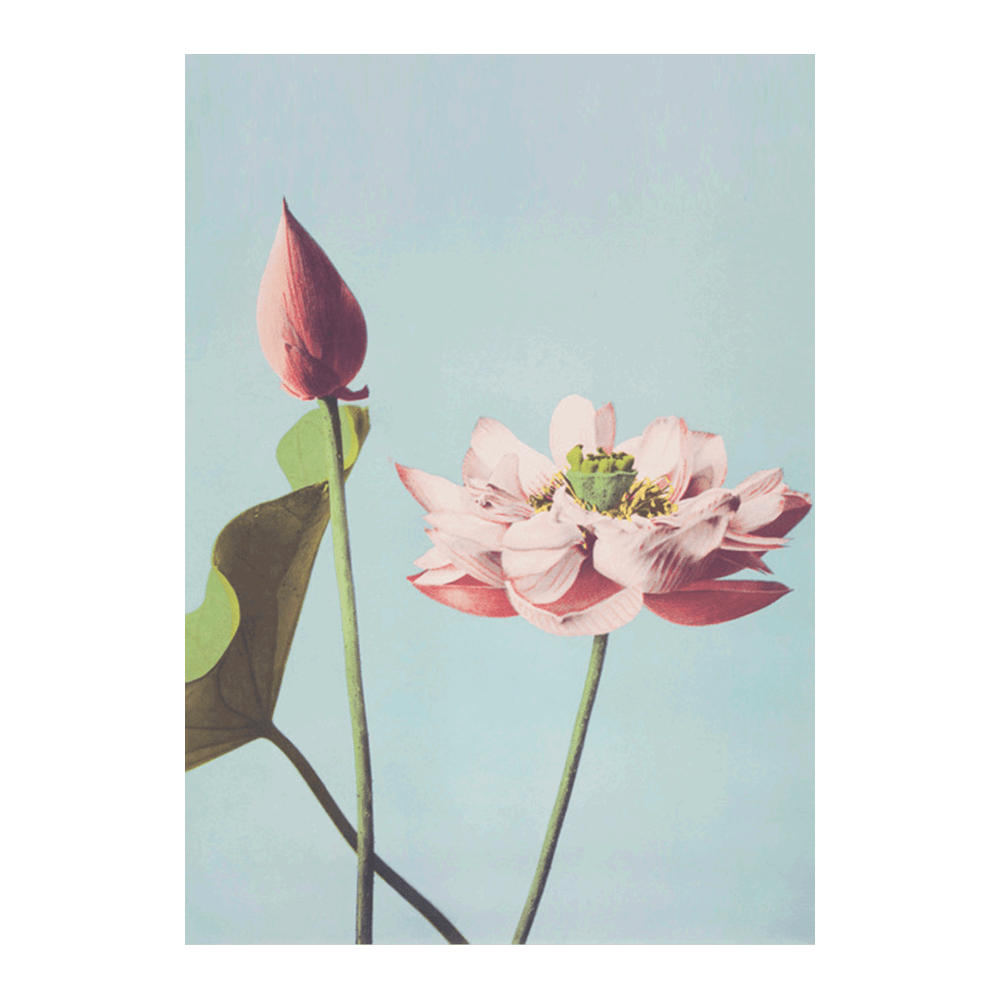 Ogawa Kazumasa Floral III