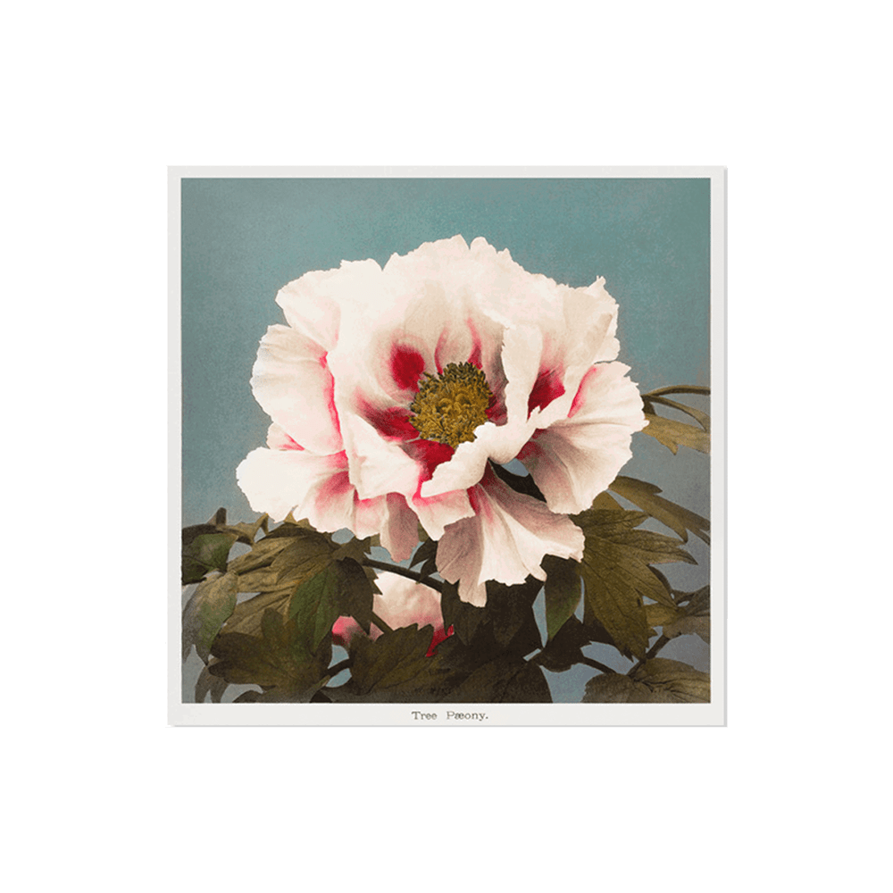 Ogawa Kazumasa Floral V