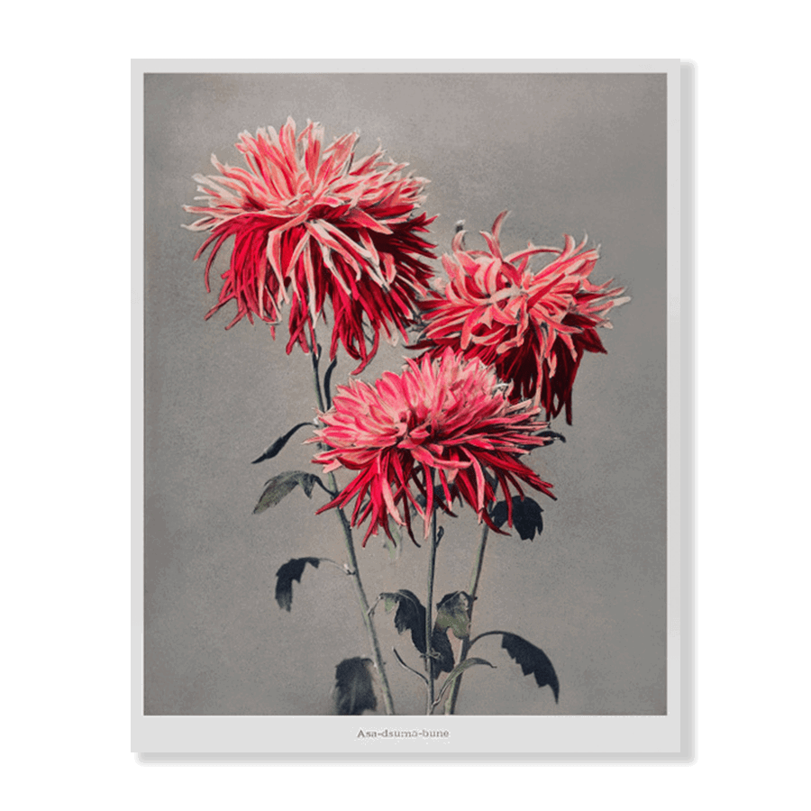 Ogawa Kazumasa Floral VI - Jasper & Jute