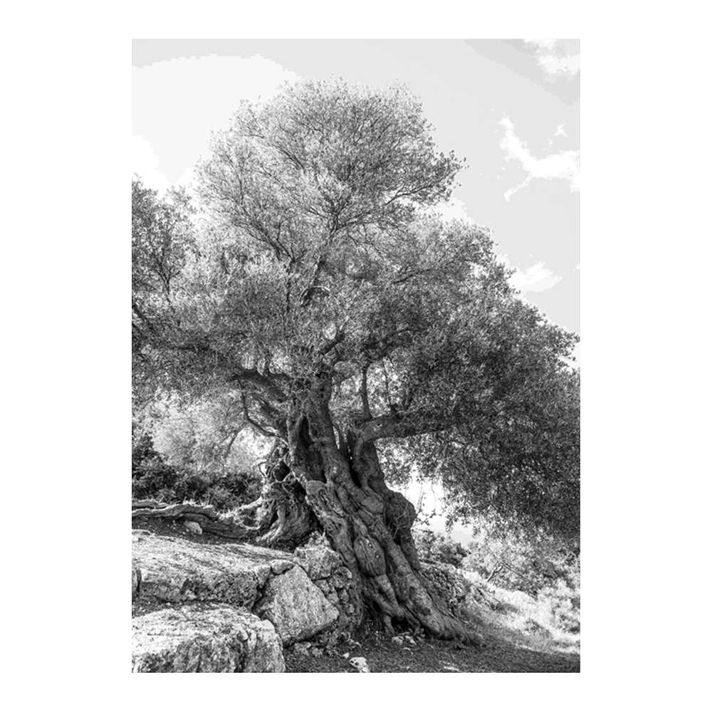 Olea