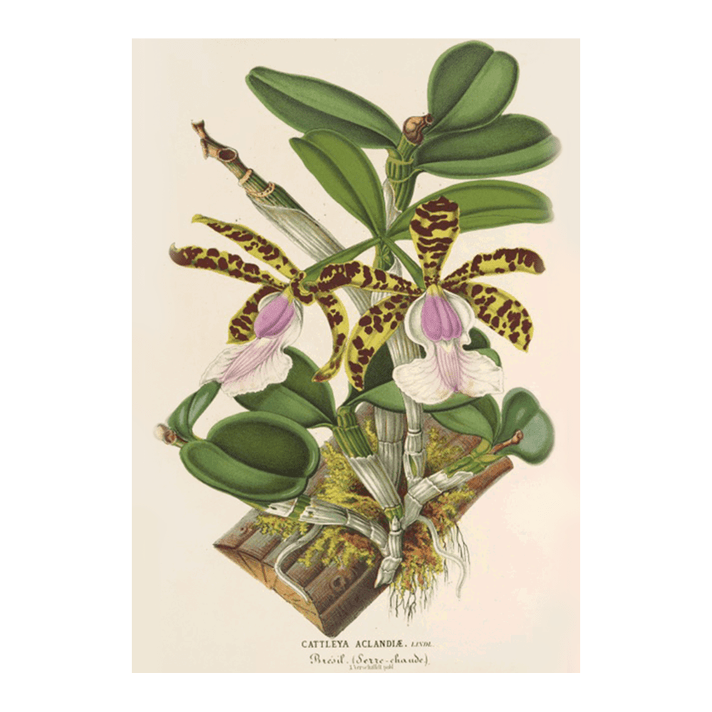 Orchid: Cattleya Aclandiæ (1854-1896)