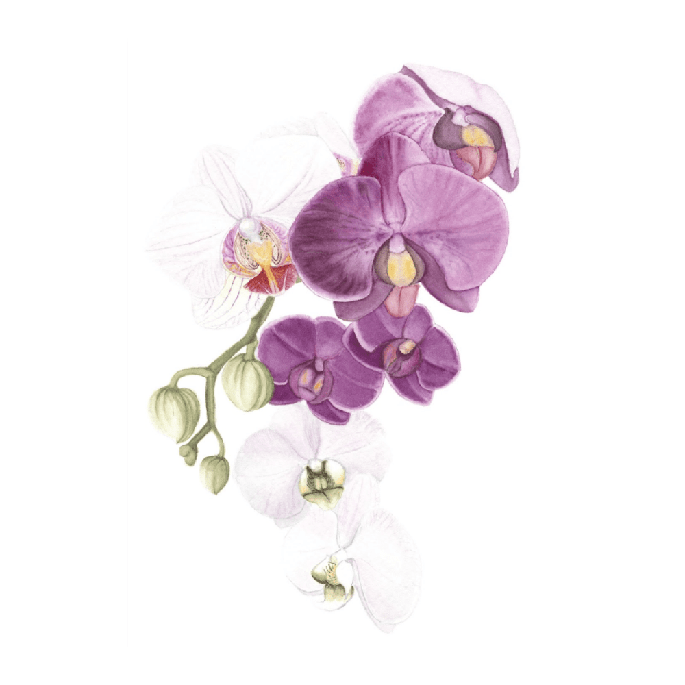 Orchid Blush III