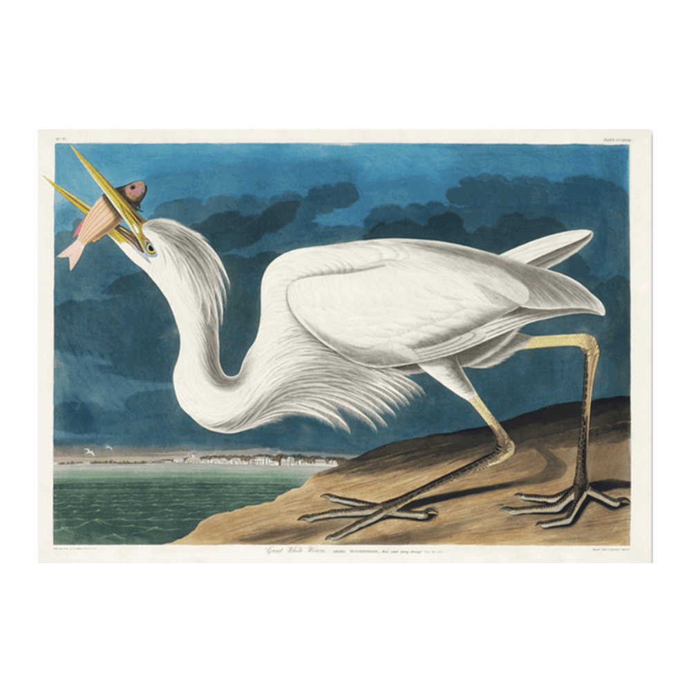 John James Audubon: "Great White Heron"