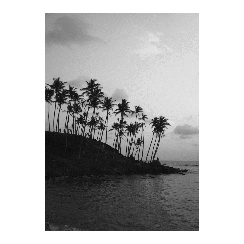 Palm Tree III