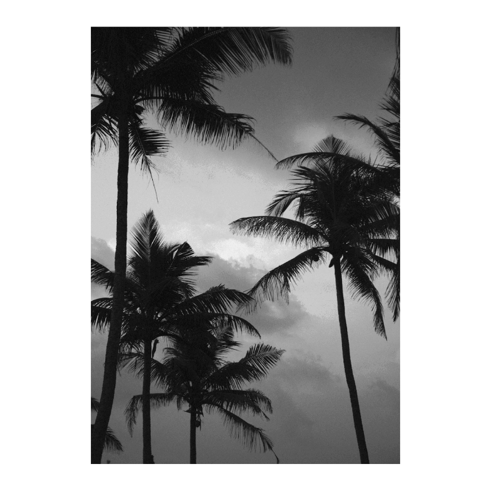 Palm Tree II