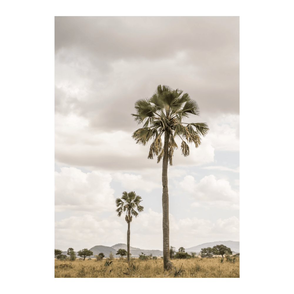Palm Trees In Kidepo Park