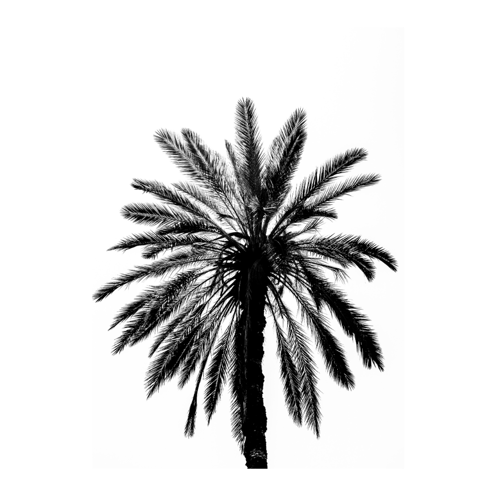 Palm In Palermo