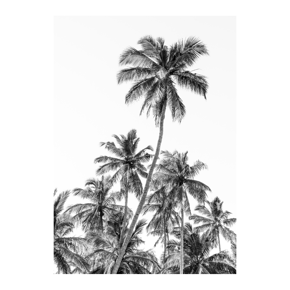 Palm Trees in Sri Lanka