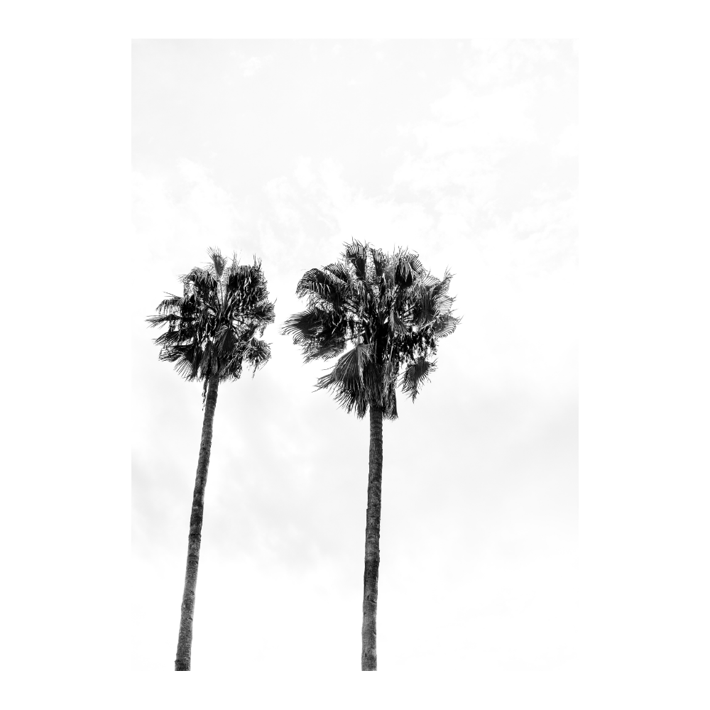 Palms in Morocco