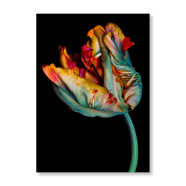 Parrot Tulip - Jasper & Jute