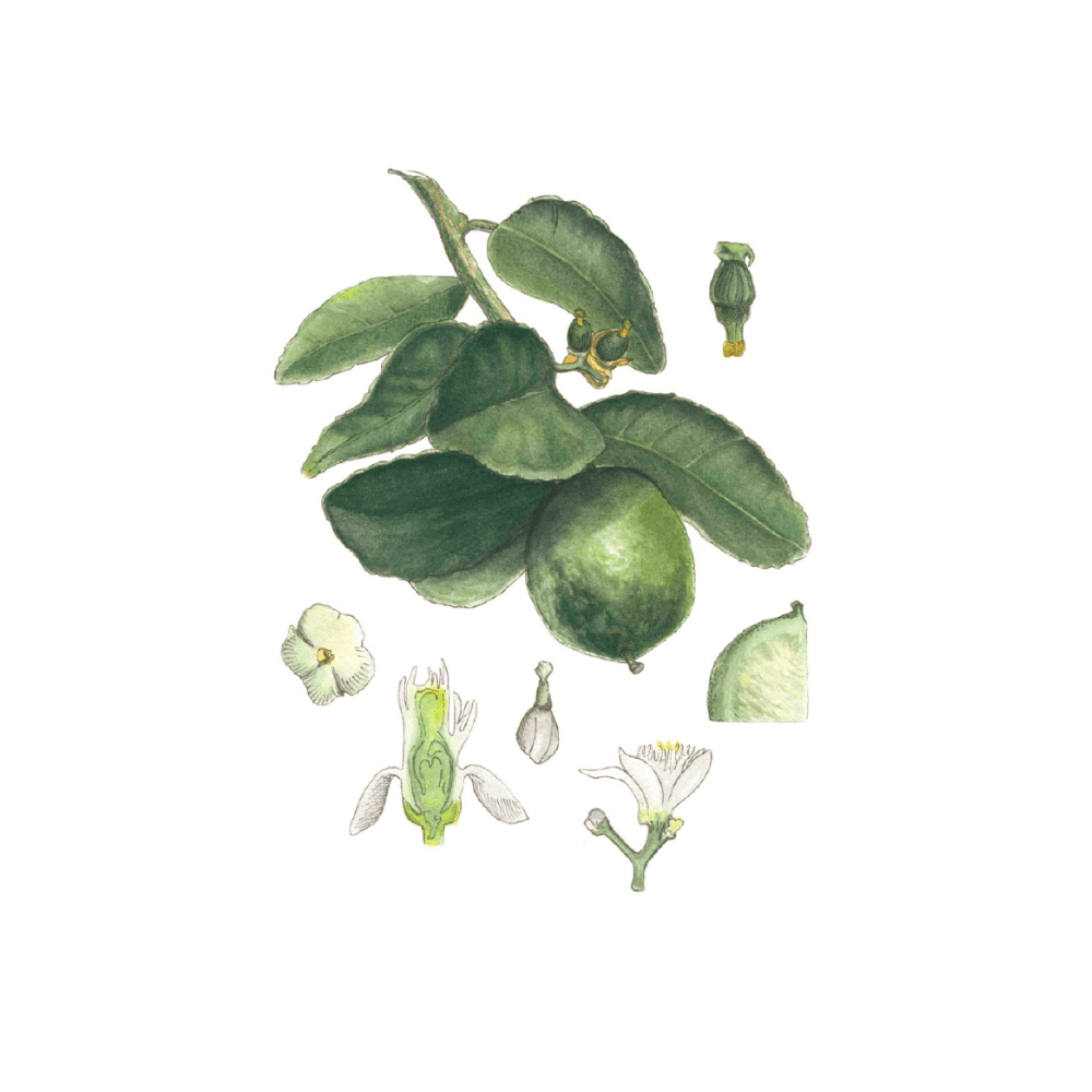 Persian Lime