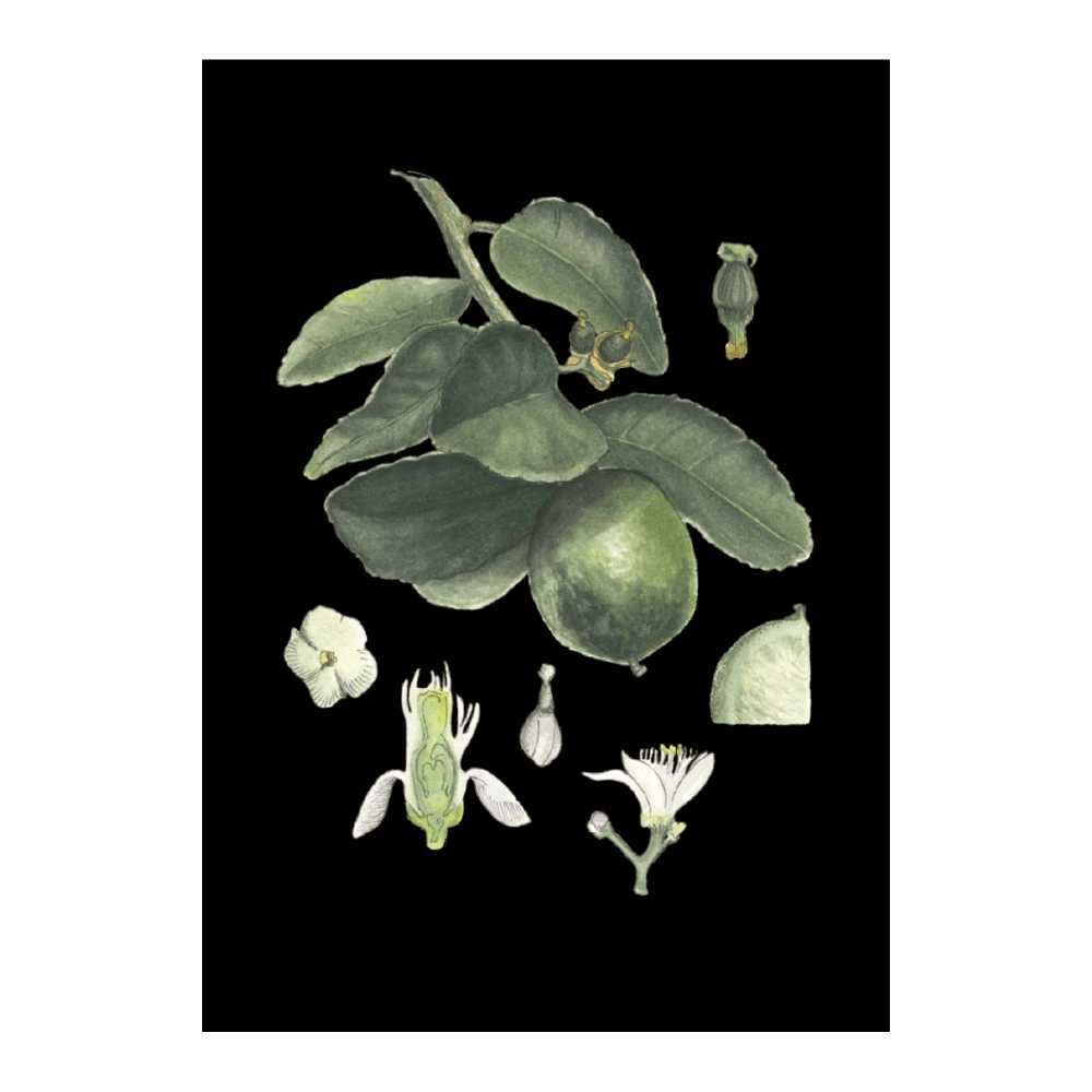 Persian Lime Forest Green