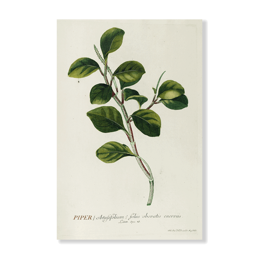 Piper - Jasper & Jute