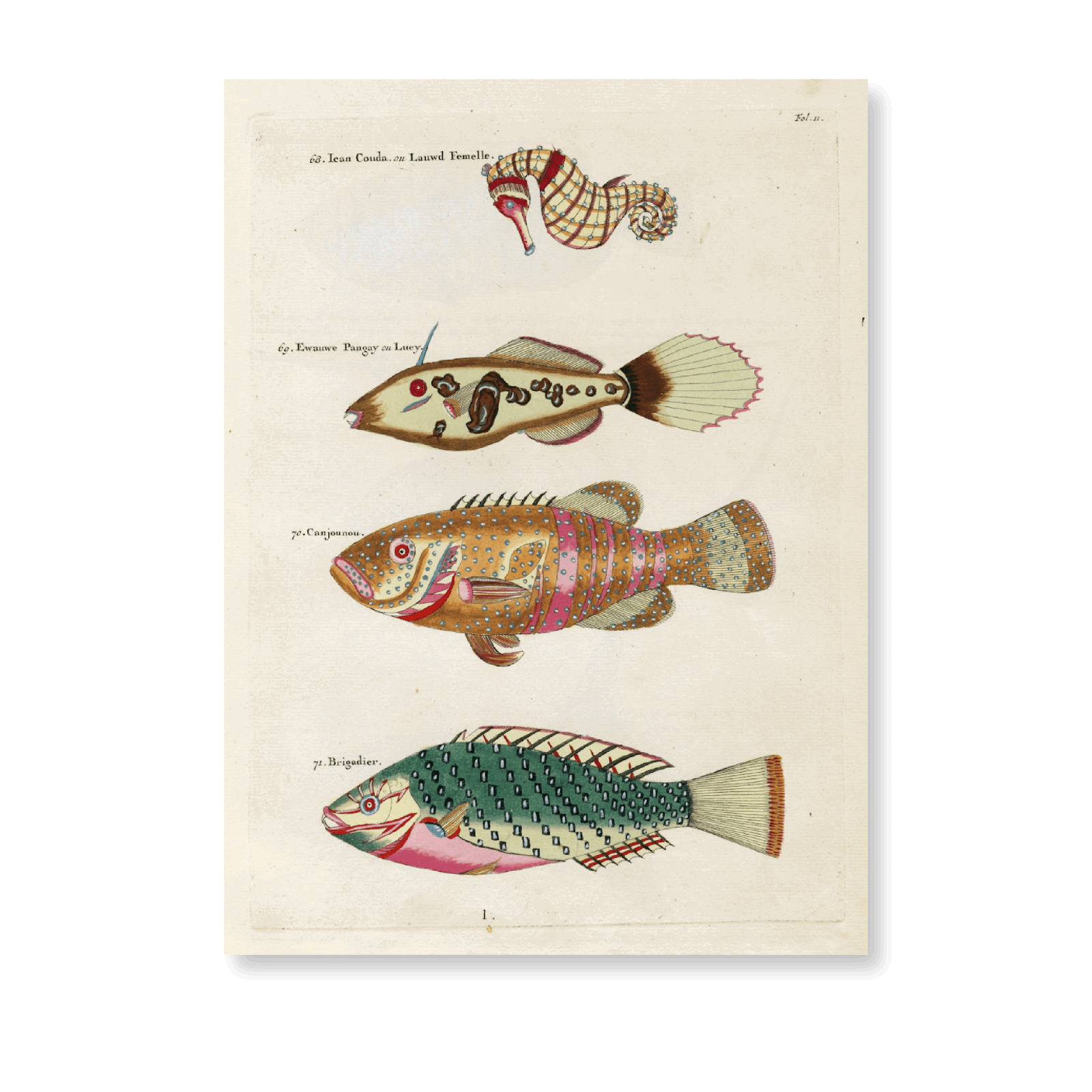Poissons,Eccrevisses Et Crabes,De Diverses Couleurs Et Figures Extraordinaires PI XI - Jasper & Jute