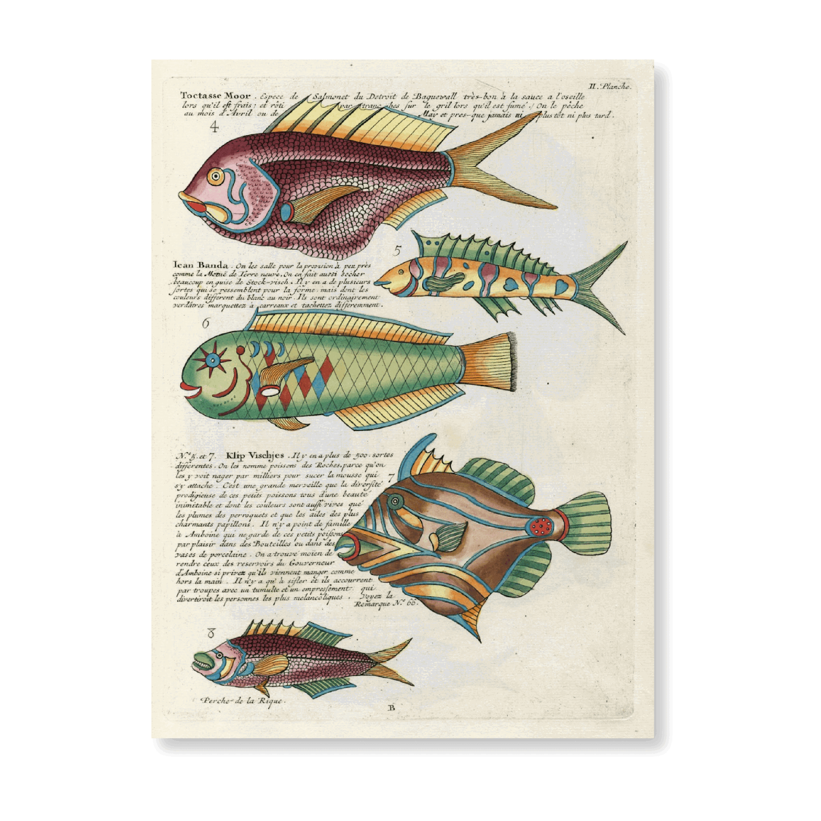 Poissons, Ecrevisses Et Crabes, De Diverses Couleurs Et Figures Extraordinaires - Jasper & Jute