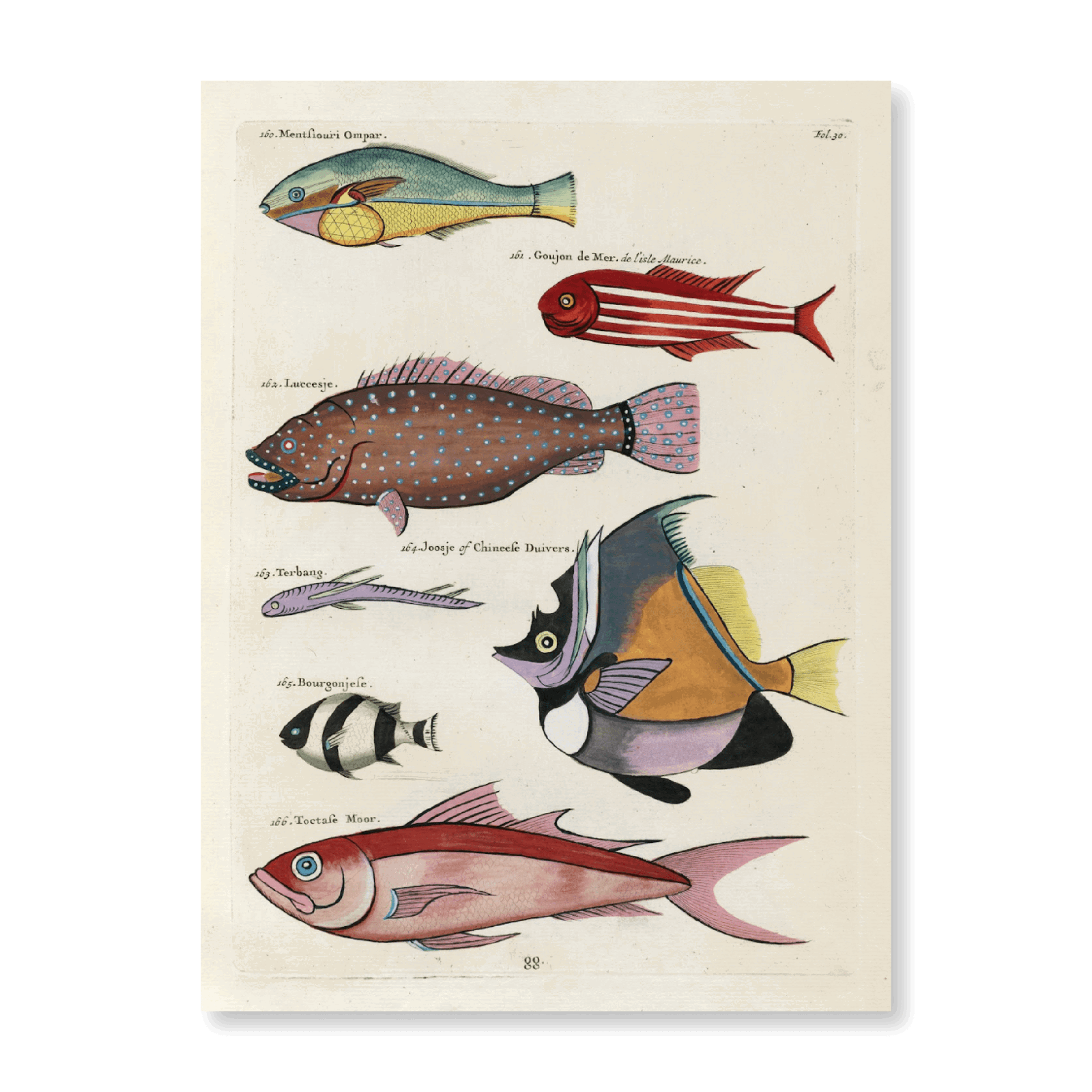 Poissons, Ecrevisses Et Crabes, De Diverses Couleurs Et Figures Extraordinaires PI XXX - Jasper & Jute