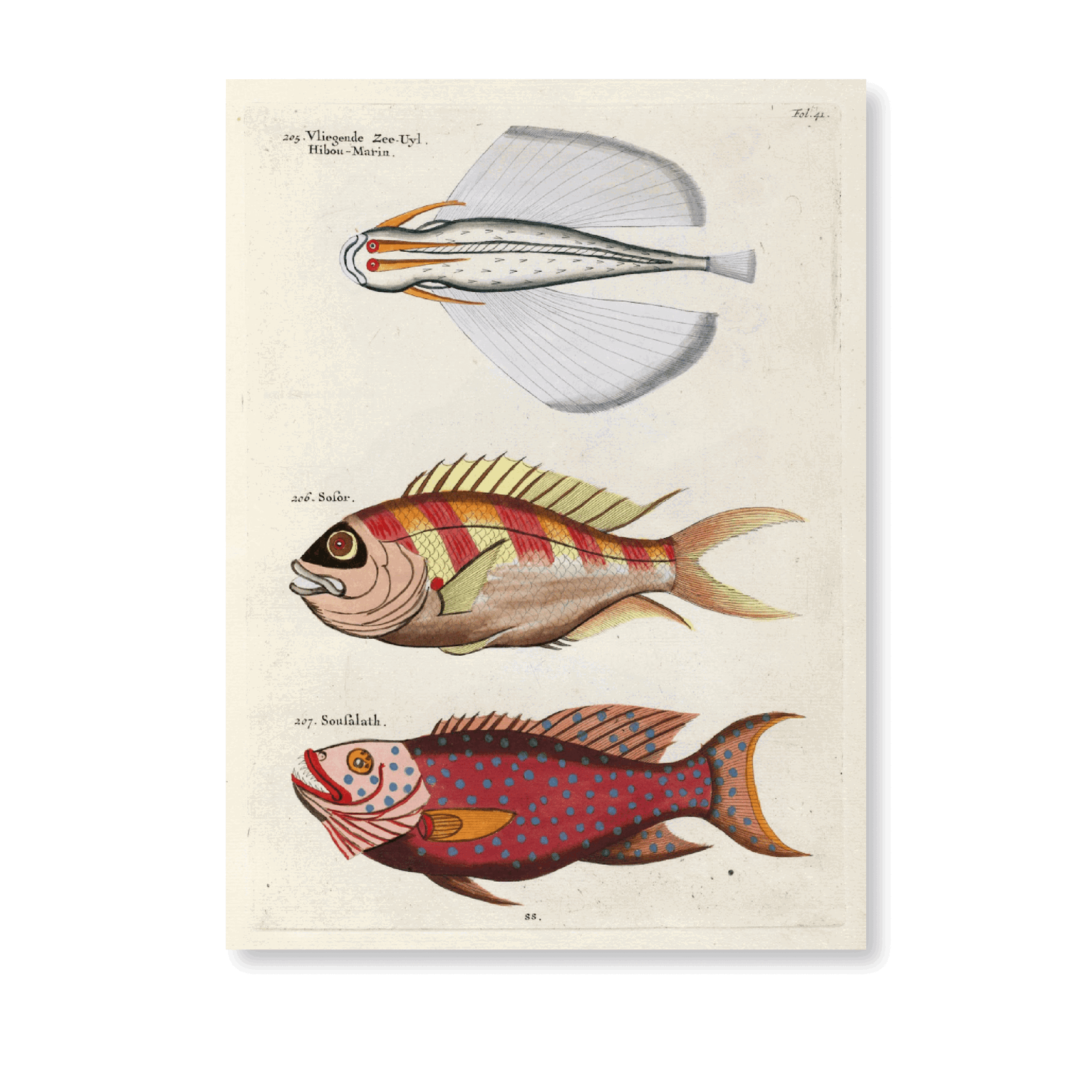 Poissons, Ecrevisses Et Crabes, De Diverses Couleurs Et Figures Extraordinaires PL XLI - Jasper & Jute