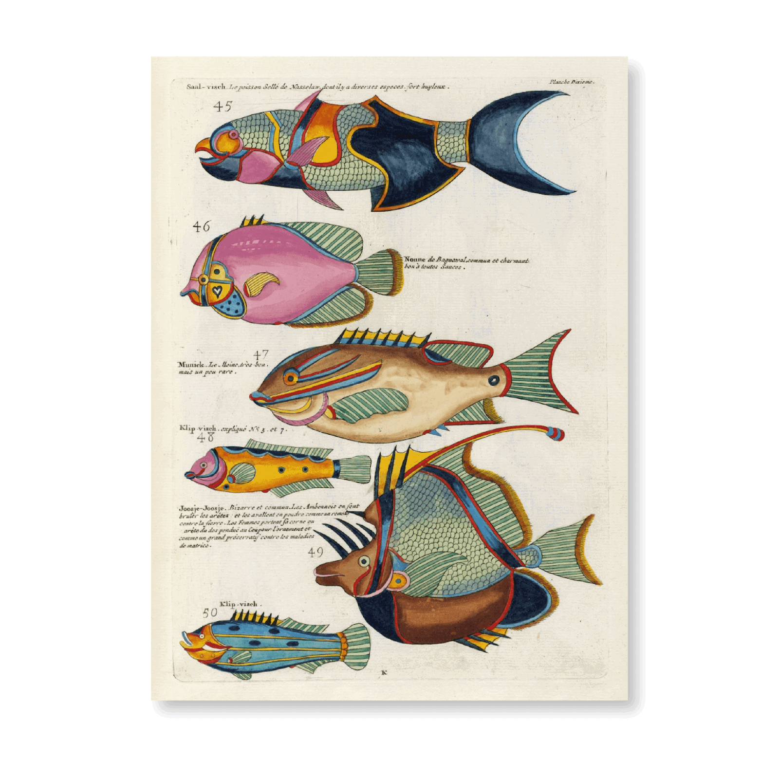 Poissons, Ecrevisses Et Figures Extraordinaires PI LIII - Jasper & Jute